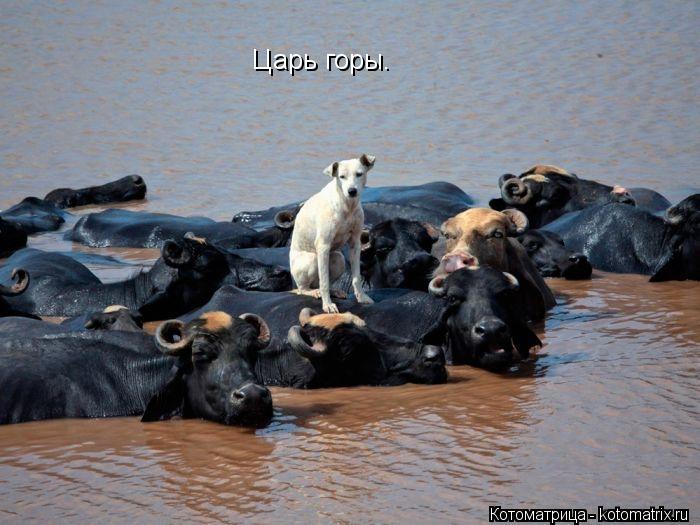 Котоматрица: Царь горы.