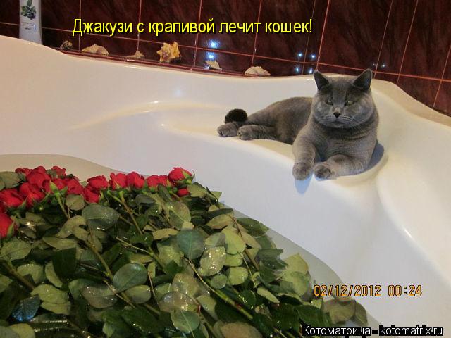 Джакузи с крапивой лечит кошек!... Котоматрица: Джакузи с крапивой лечит кошек!
