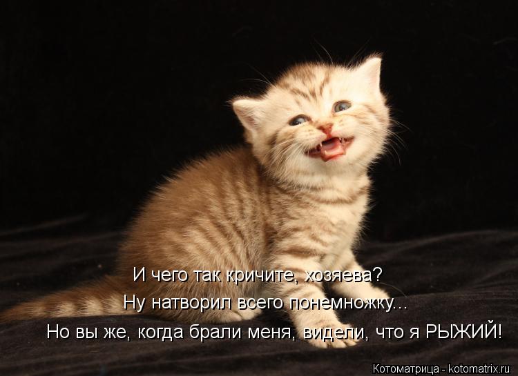 И чего так кричите, хозяева? Ну натворил всего понемножку... Но вы же, когда брали меня, видели, что ... Котоматрица: И чего так кричите, хозяева? Ну натворил всего понемножку... Но вы же, когда брали меня, видели, что я РЫЖИЙ!