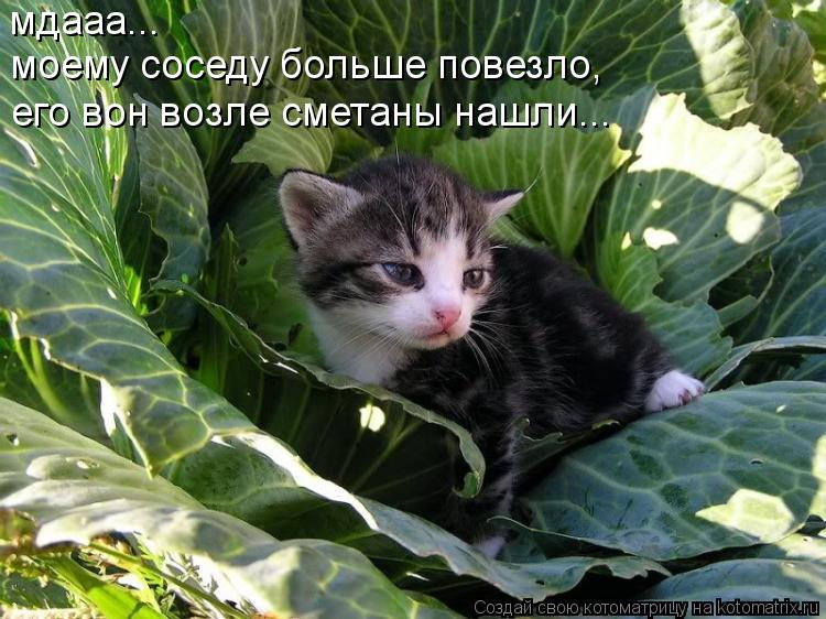 Котоматрица: мдааа...  моему соседу больше повезло,  его вон возле сметаны нашли...