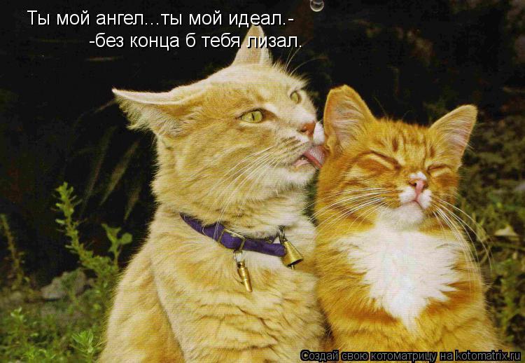 Котоматрица: Ты мой ангел...ты мой идеал.- -без конца б тебя лизал.