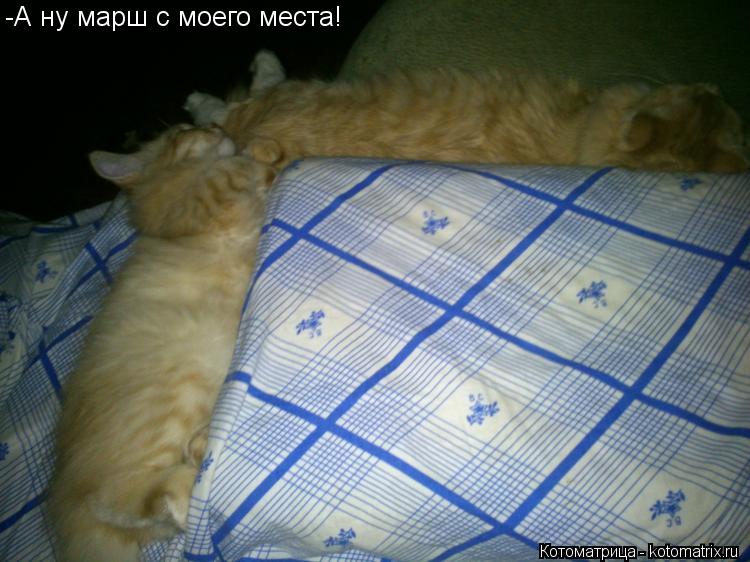Котоматрица: -А ну марш с моего места!