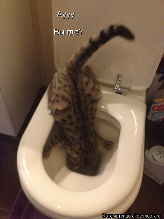 Котоматрица: Аууу Вы где?