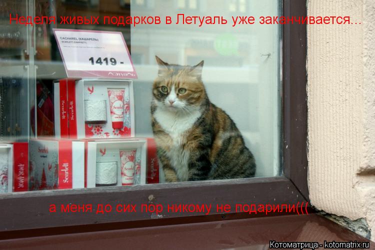 Котоматрица: Неделя живых подарков в  Неделя живых подарков в  Неделя живых подарков в  Неделя живых подарков в Летуаль уже заканчивается... а меня до сих 