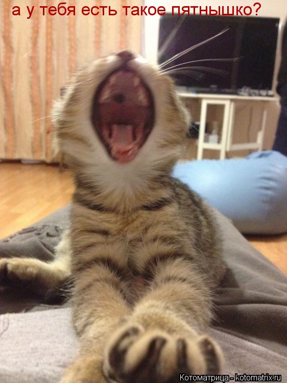 Котоматрица: а у тебя есть такое пятнышко?