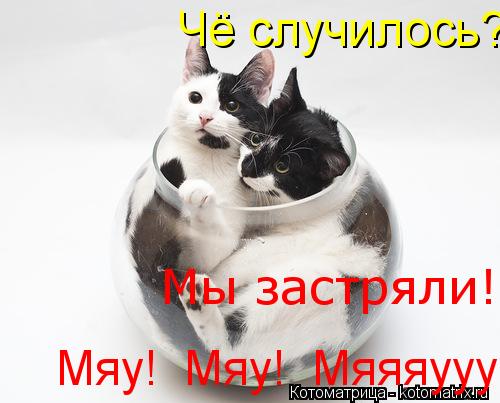 Котоматрица: Чё случилось?    Мы застряли!  Мяяяууууууууууууууууу!  Мяяяяяяяууууууууууууууууу!  Мяяяяяяуууууу!  Мы застряли!  Мяяяууууууууууууууууу!  Мяя