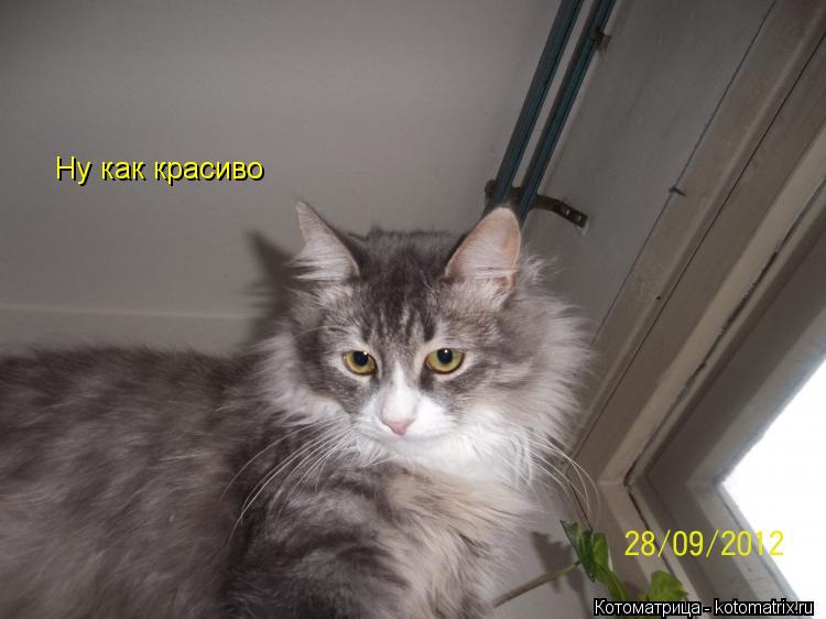 Котоматрица: Ну как красиво