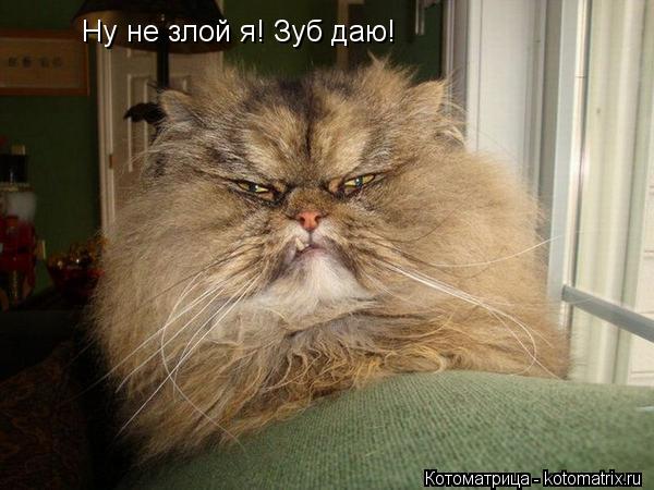 Котоматрица: Ну не злой я! Зуб даю!