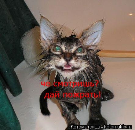 Котоматрица: че смотришь? дай пожрать!