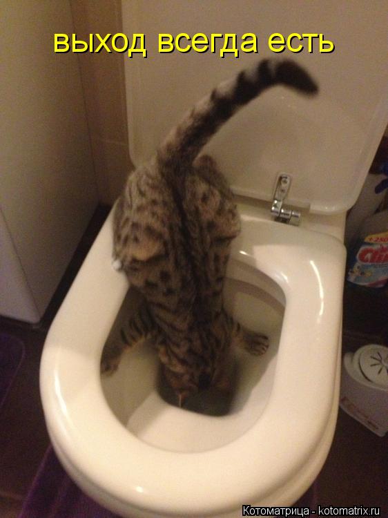 Котоматрица: выход всегда есть