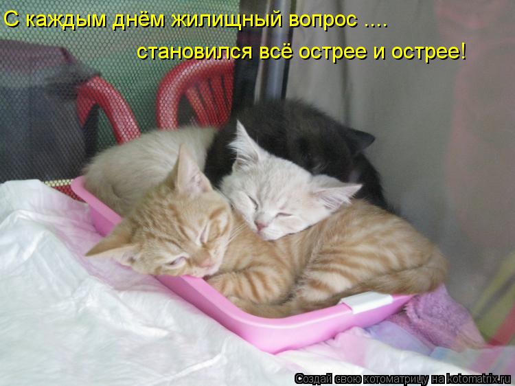Котоматрица: С каждым днём жилищный вопрос .... становился всё острее и острее!