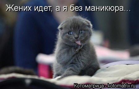 Котоматрица: Жених идет, а я без маникюра...
