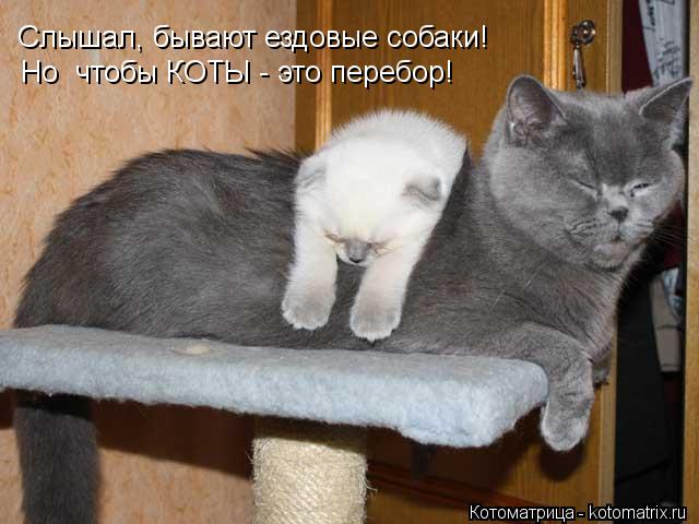 Котоматрица: Слышал, бывают ездовые собаки! Но  чтобы КОТЫ - это перебор!
