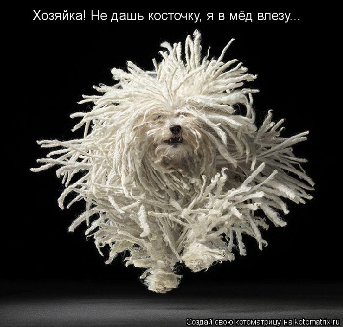 Котоматрица: Хозяйка! Не дашь косточку, я в мёд влезу...