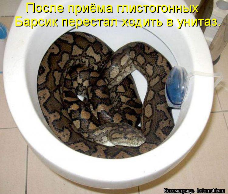 Котоматрица: После приёма глистогонных Барсик перестал ходить в унитаз.