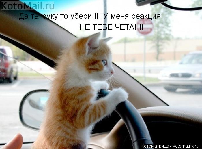 Котоматрица: Да ты руку то убери!!!! У меня реакция НЕ ТЕБЕ ЧЕТА!!!!