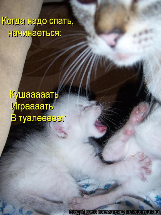 Котоматрица: Когда надо спать,  начинаеться: Кушааааать Играааать В туалееееет