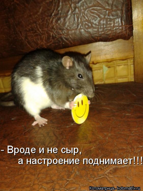 Котоматрица: - Вроде и не сыр, а настроение поднимает!!!