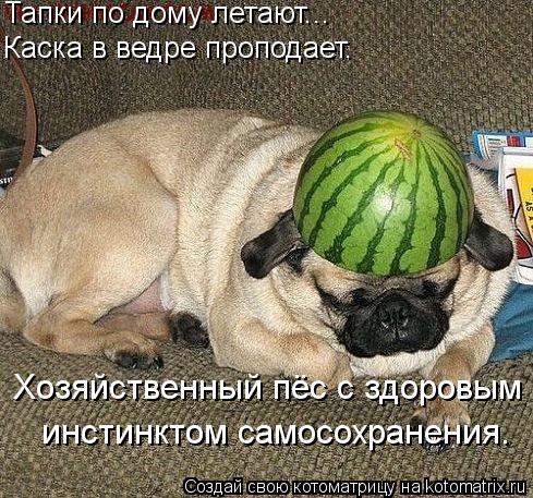 Котоматрица: Тапки по дому летают... Каска в ведре проподает. Хозяйственный пёс с здоровым   инстинктом самосохранения.