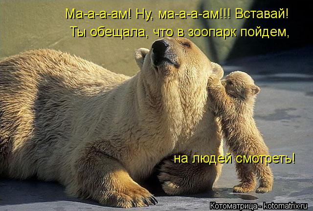 Котоматрица: Ма-а-а-ам! Ну, ма-а-а-ам!!! Вставай! Ты обещала, что в зоопарк пойдем, на людей смотреть!
