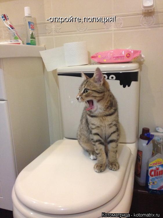 Котоматрица: -откройте,полиция!