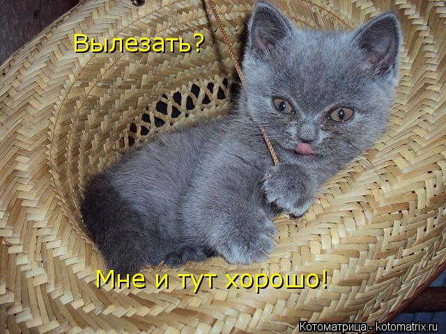 Котоматрица: Вылезать? Мне и тут хорошо!