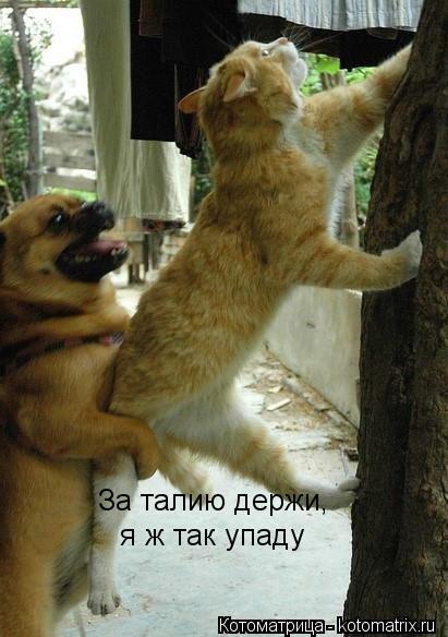Котоматрица: За талию держи, я ж так упаду