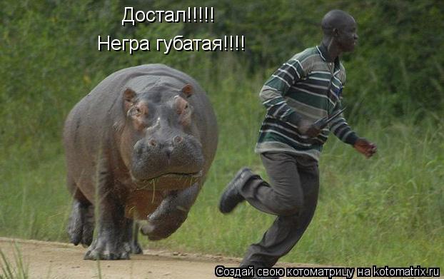 Котоматрица: Достал!!!!!  Негра губатая!!!!