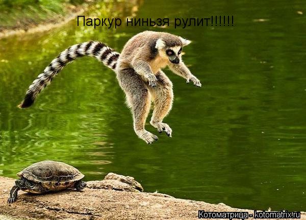 Котоматрица: Паркур ниньзя рулит!!!!!!