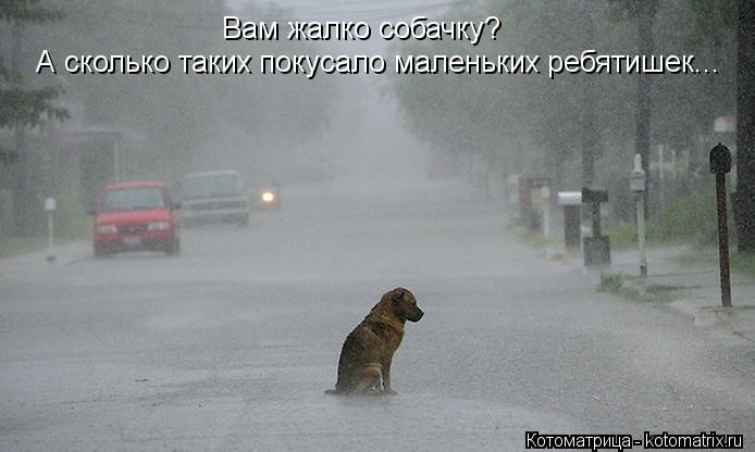 Котоматрица: Вам жалко собачку? А сколько таких покусало маленьких ребятишек...