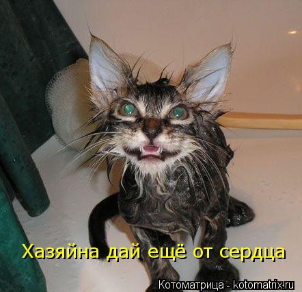 Котоматрица: Хазяйна дай ещё от сердца
