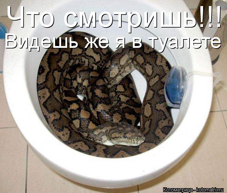 Котоматрица: Что смотришь!!! Видешь же я в туалете