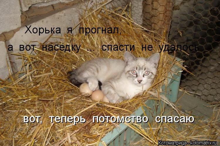 Котоматрица: Хорька  я  прогнал, а  вот  наседку  ...  спасти  не  удалось вот,  теперь  потомство  спасаю