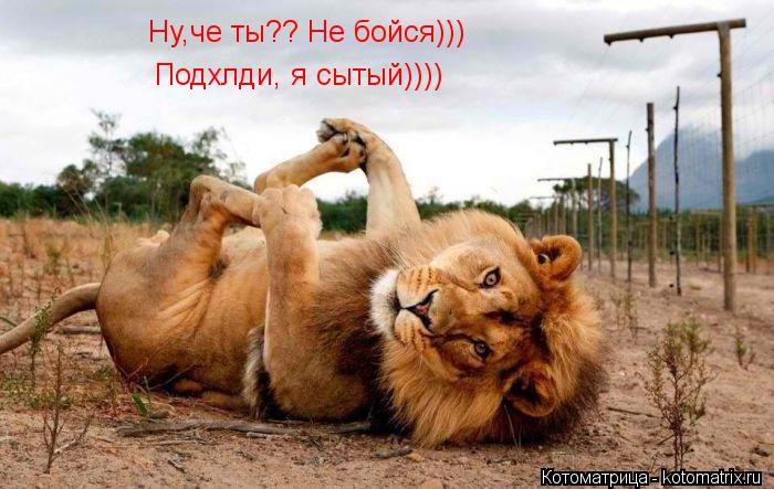 Котоматрица: Ну,че ты?? Не бойся)))  Подхлди, я сытый))))