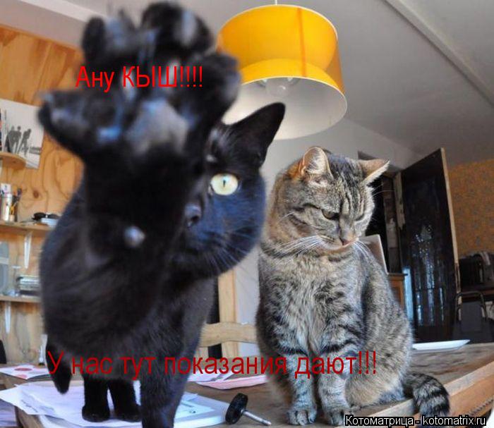 Котоматрица: Ану КЫШ!!!! У нас тут показания дают!!!
