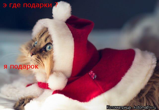 Котоматрица: э где подарки ? я подарок