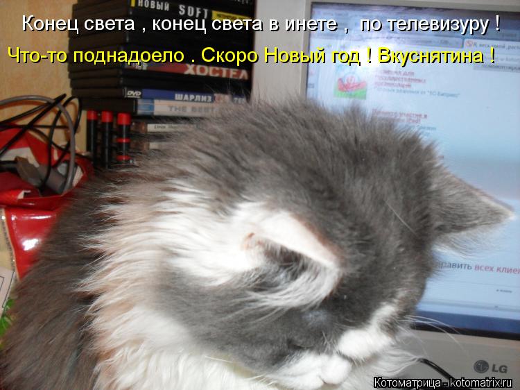 Котоматрица: Конец света , конец света в инете ,  по телевизуру ! Что-то поднадоело . Скоро Новый год ! Вкуснятина !