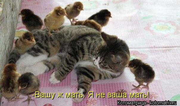 Котоматрица: -Вашу ж мать. Я не ваша мать!