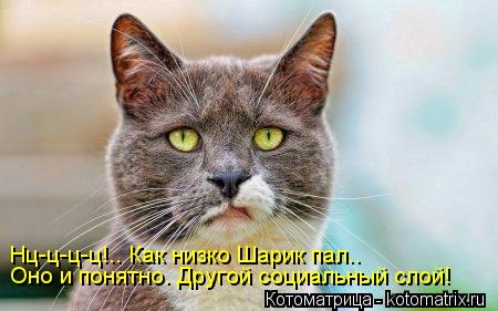 Котоматрица: Нц-ц-ц-ц!.. Как низко Шарик пал.. Оно и понятно. Другой социальный слой!