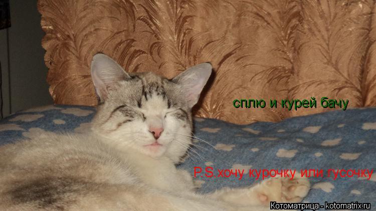 Котоматрица: сплю и курей бачу  P.S.хочу курочку или гусочку