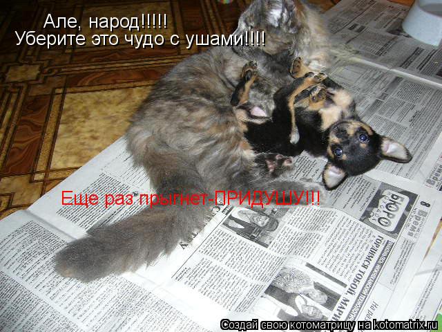Котоматрица: Але, народ!!!!! Уберите это чудо с ушами!!!! Еще раз прыгнет-ПРИДУШУ!!!