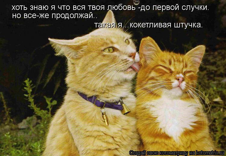 Котоматрица: хоть знаю я что вся твоя любовь -до первой случки. но все-же продолжай.. такая я...кокетливая штучка.