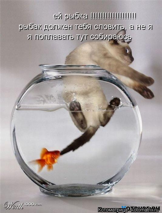 Котоматрица: ей рыбка !!!!!!!!!!!!!!!!!!! рыбак должен тебя словить, а не я  я поплавать тут собираюсь