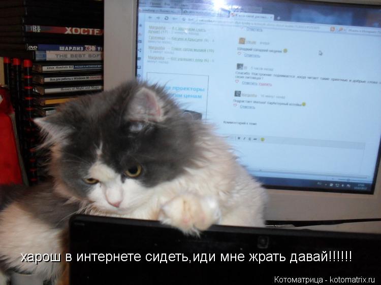 Котоматрица: харош в интернете сидеть,иди мне жрать давай!!!!!!