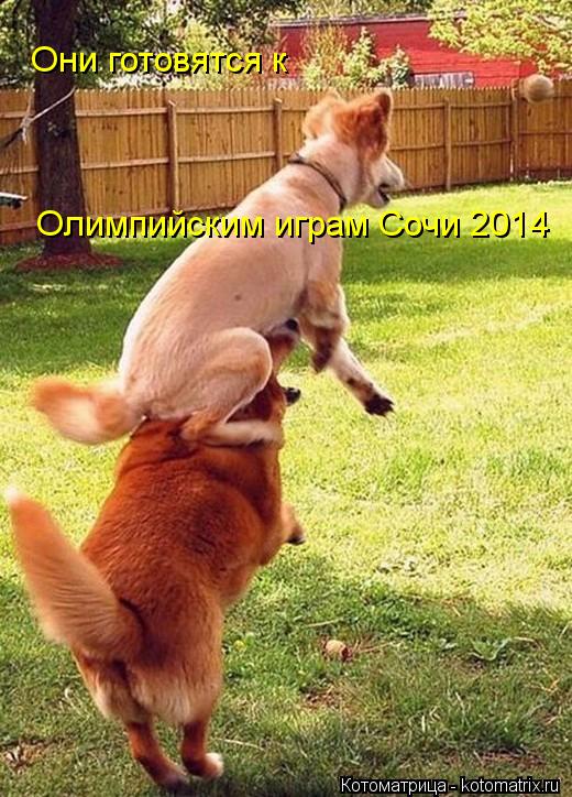 Котоматрица: Они готовятся к Олимпийским играм Сочи 2014