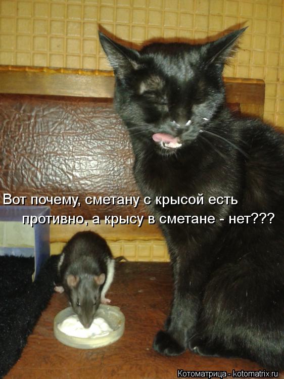 Котоматрица: противно, а крысу в сметане - нет??? Вот почему, сметану с крысой есть