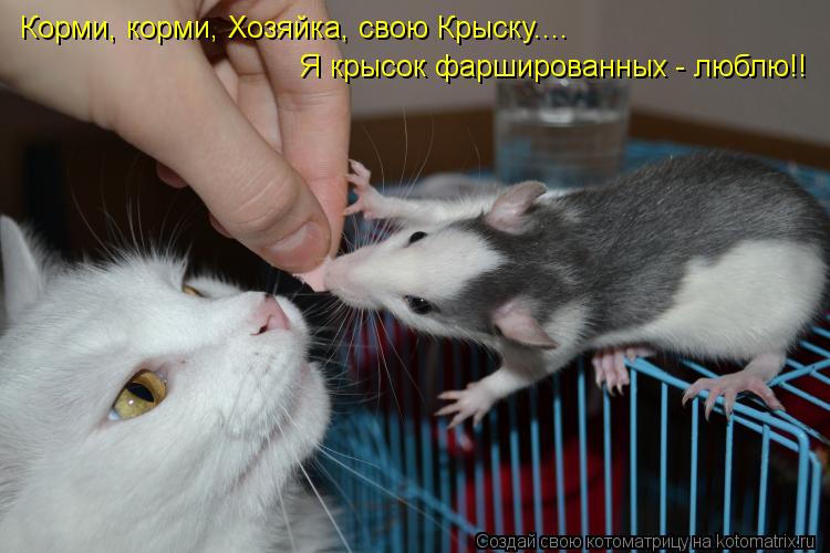Котоматрица: Корми, корми, Хозяйка, свою Крыску.... Я крысок фаршированных - люблю!!
