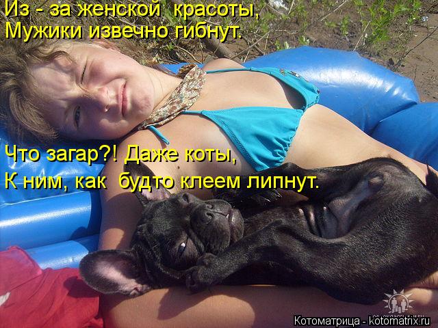 Котоматрица: Из - за женской  красоты, Мужики извечно гибнут. Что загар?! Даже коты, К ним, как  будто клеем липнут.