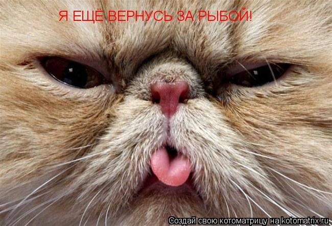 Котоматрица: Я ЕЩЁ ВЕРНУСЬ ЗА РЫБОЙ!
