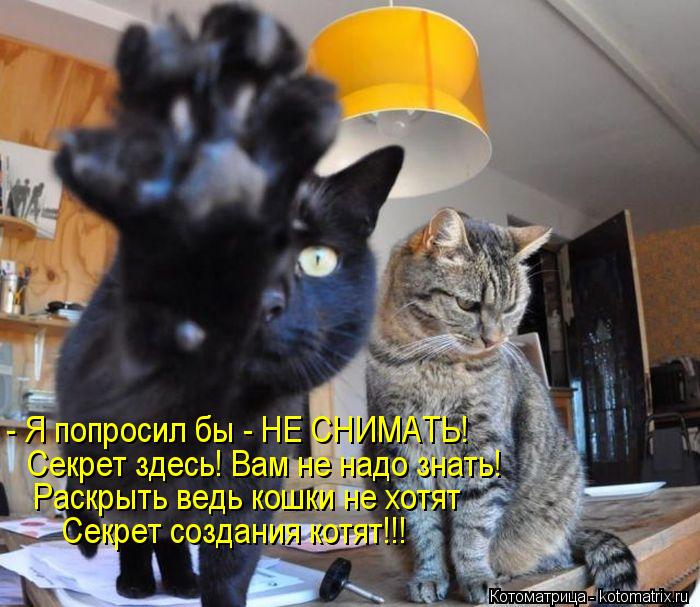 Котоматрица: - Я попросил бы - НЕ СНИМАТЬ! Секрет здесь! Вам не надо знать! Раскрыть ведь кошки не хотят Секрет создания котят!!!